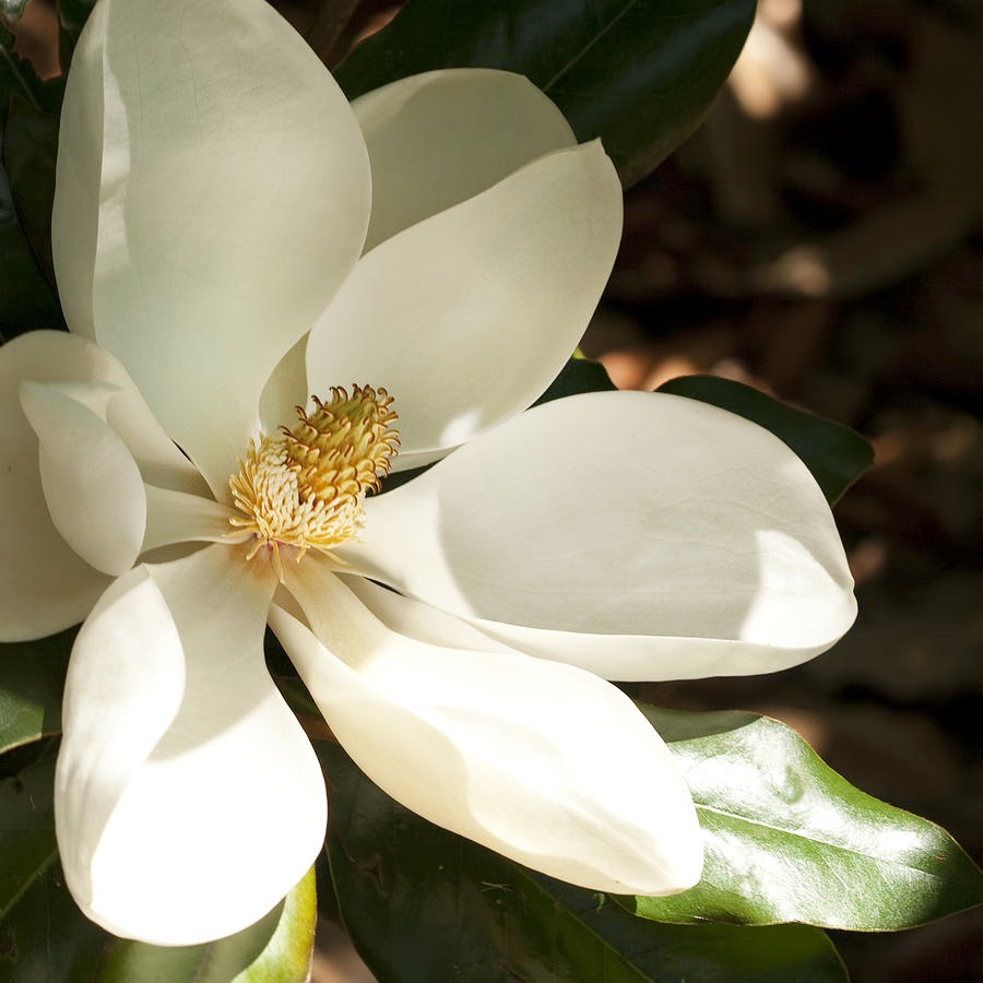 southern-magnolia-blossom-in-the-shadows-kathy-clark[1]